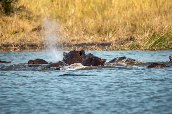 Afrikalı vahşi su aygırları amfibik amfibik.