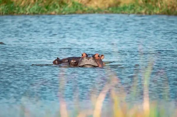 Güney Afrika 'daki Kruger Ulusal Parkı' nda su aygırları.