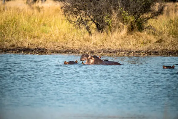 Gölde vahşi patates sürüsü.