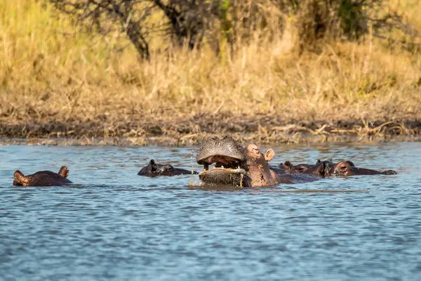 Afrika fili (cerxodonta africana) içme suyu