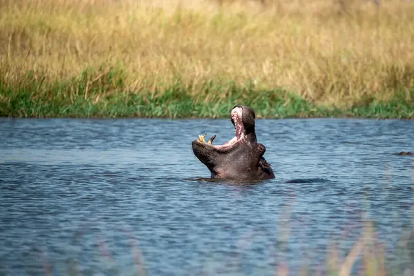 Namibya 'da bir nehirde büyük bir Afrika fili.