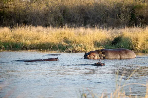 Güney Afrika 'daki Kruger Ulusal Parkı' ndaki gölün suyunda su aygırı var.