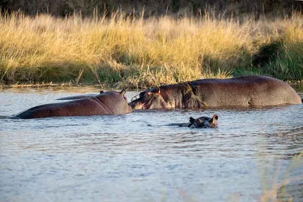 Suda bir grup su aygırı var.