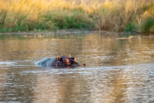 Nehirde vahşi su aygırları