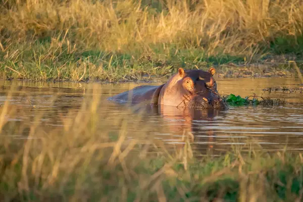 Ulusal parktaki suda su aygırı var.