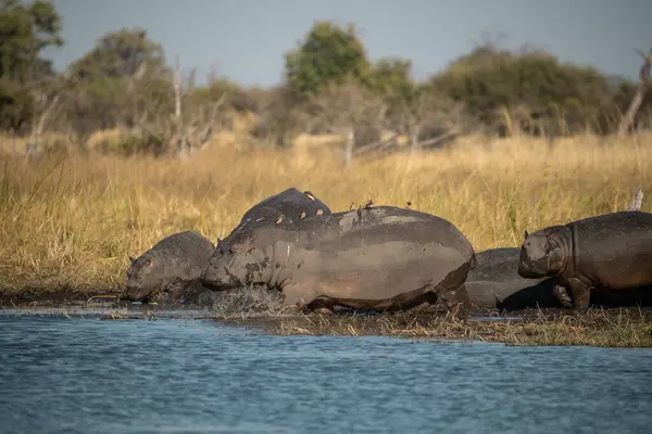 Afrika Nehri, Kruger Ulusal Parkı, Güney Afrika