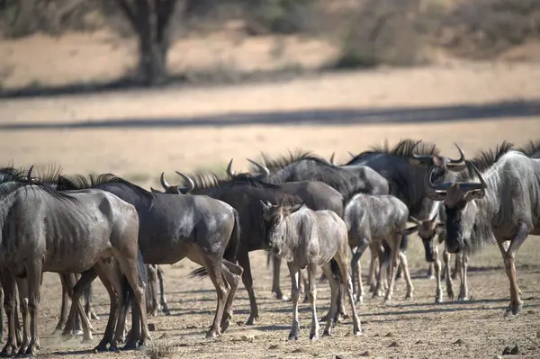 Kenya savanındaki bebra sürüsü.