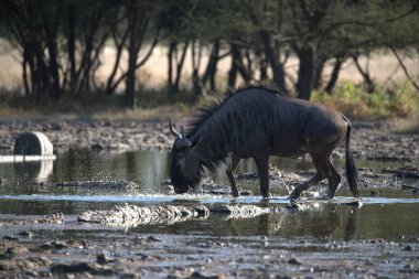 Sudaki siyah boğanın yakın plan fotoğrafı.