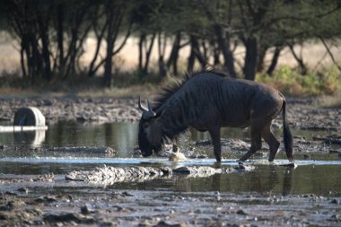 Afrika savanasında sabah vahşi zebra Güney Afrika 'daki Kruger Ulusal Parkı' nda.