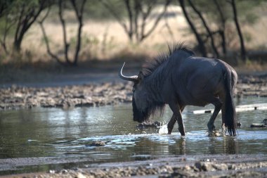 Bir Afrika bufalosu sürüsü bir su birikintisinde