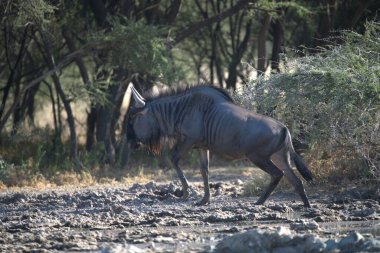 Afrika savana vahşi zebra