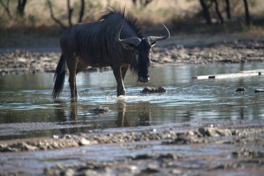 wild african buffalo in kruger national park, south africa