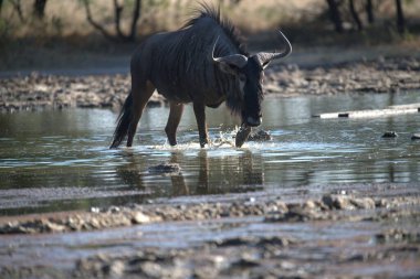 Kenya savanındaki vahşi antiloplar