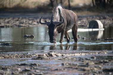 Suda yürüyen siyah bir bufalo sürüsü. Milli Park, Kenya.