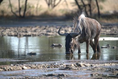 Su birikintisinde vahşi Afrika bufalosu