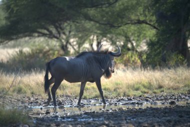 Su birikintisinde dişi bir gergedan.