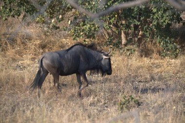 Kenya 'nın Afrika bozkırında büyük siyah bir gergedan.