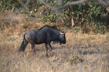 Kuru bir tarlada duran siyah beyaz bir atın yakın plan çekimi.
