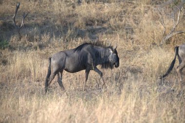 Afrika 'daki vahşi antiloplar