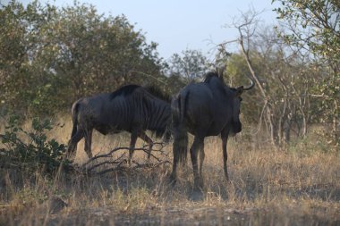 Afrika vahşi bufalosu (ceratotheros cerfer) kuru çimenlerde yürüyor. Kruger Ulusal Parkı, Güney Afrika.