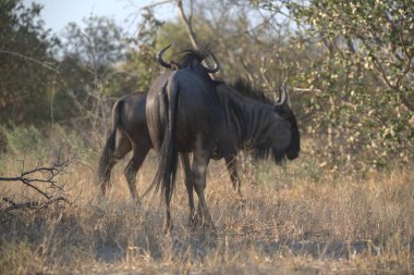 Afrika manda Kruger National park, Güney Afrika