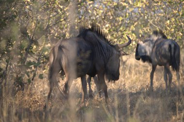 Afrika 'da büyük siyah antiloplar (tachataus contaetus).