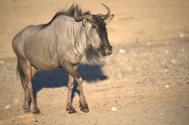 Yerdeki vahşi bir antilobun güzel bir görüntüsü.