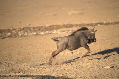 Almanya'da Vahşi atlar