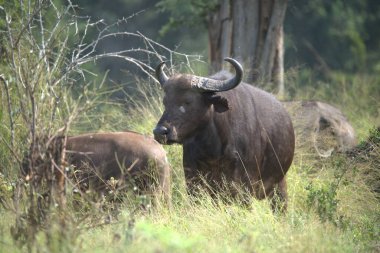 Hayvanat bahçesinde, bufalo