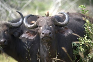 Afrika Bizonu vahşi doğada, Güney Afrika