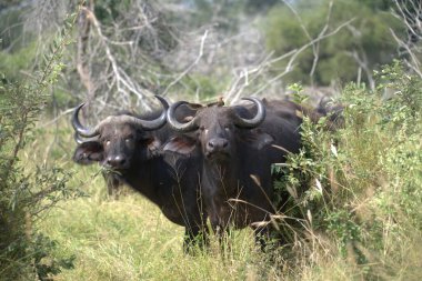 Afrika savanasının savanasında kara antilop (syncerus taetus)