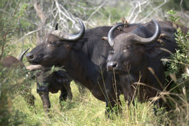 Afrika bufalosu, Syncerus caffer, Kruger Ulusal Parkı, Güney Afrika