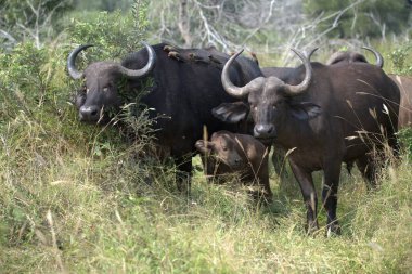 Afrika bufalosu, syncerus caffer, yetişkin ve erkek, çimlerin üzerinde, Kenya