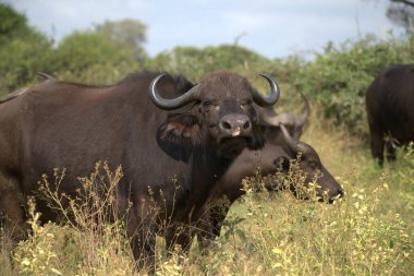 Savannah kenya'nın büyük buffalo