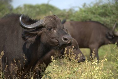 Savanadaki bufalo