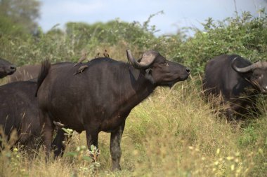 Ormandaki kara boğa