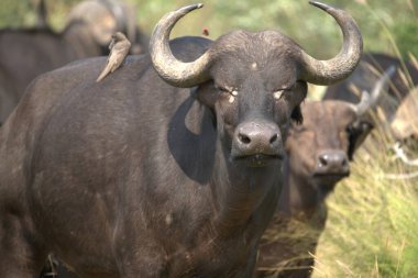 Afrika savanındaki bufalo, Kenya