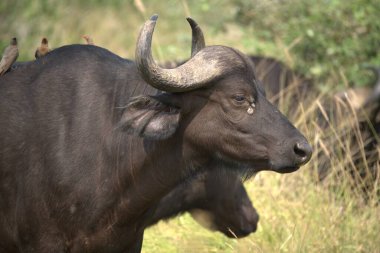 Kenya savanasında büyük bir bufalo