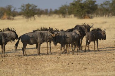 Afrika, Kenya savanındaki bir grup vahşi hayvan