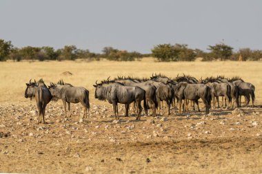 Afrika 'nın bozkırlarında yürüyen bir grup vahşi hayvan..