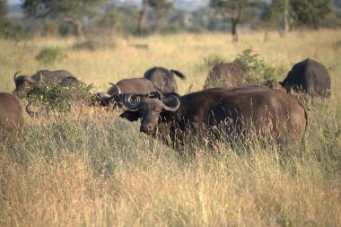 Arka planda Afrika savanındaki bir grup fil var.
