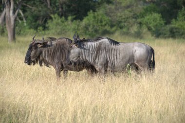 Savanada bir zebra sürüsü