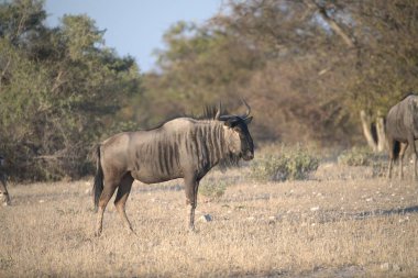 Namibya 'daki Etoşa Ulusal Parkı' nda bir grup Afrikalı zebra.