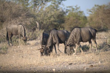 Etoşa namibya 'daki bir grup fil.