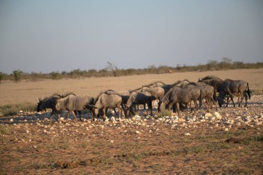 Afrika bufalo sürüsü Savannah