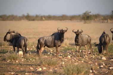 Afrika bozkırlarında siyah boğa geyiği