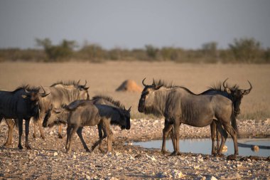 Namibya bozkırında bir grup zebra.
