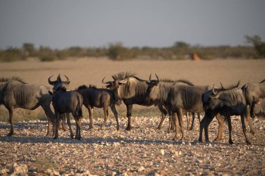 Afrika bozkırlarında bir grup hayvan.