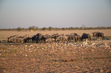 Etoşa Ulusal Parkı, Namibya 'da bir grup Afrika fili.