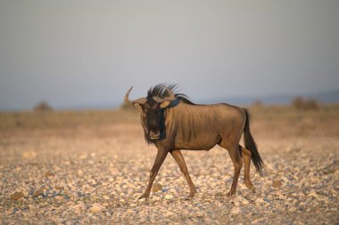 Kenya bozkırında büyük bir boğa
